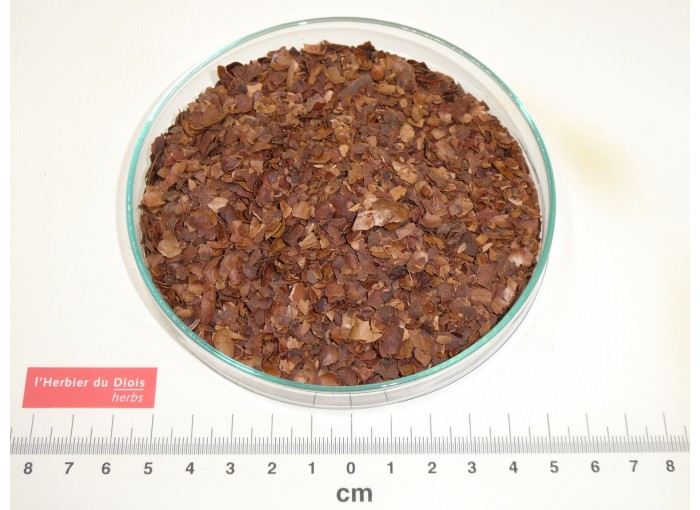 CACAO cosse coupée*