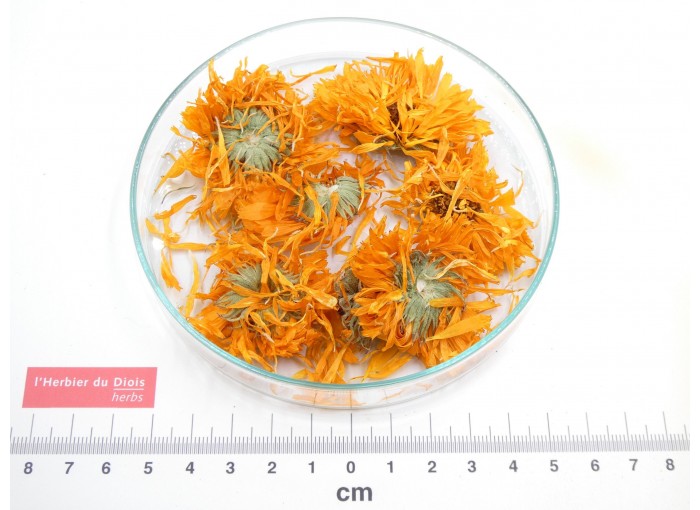 SOUCI - CALENDULA fleur entière*